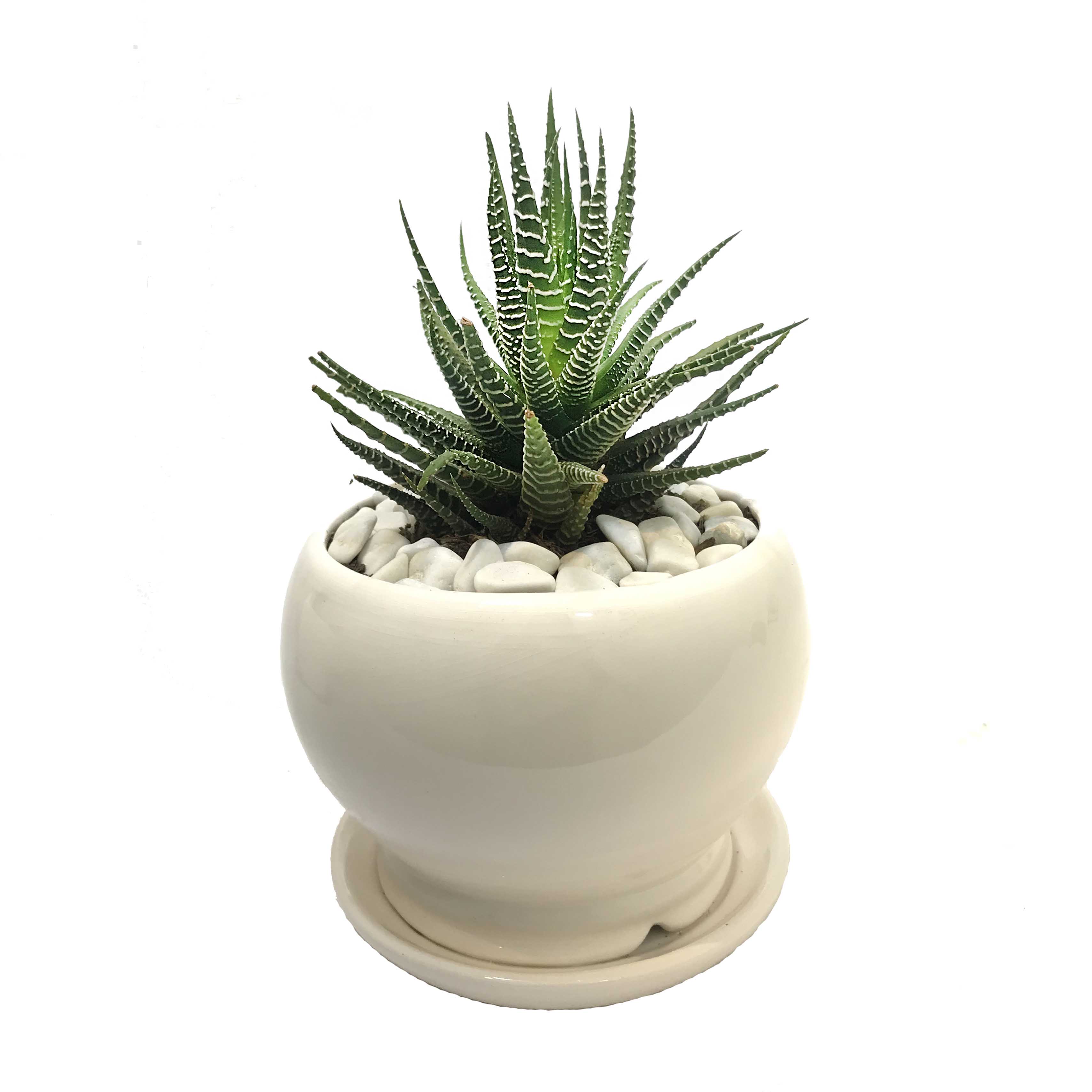 گلدان هاروتیا گل هروی گلدان هاروتیا گل هروی | گل فروشی آنلاین گل هروی